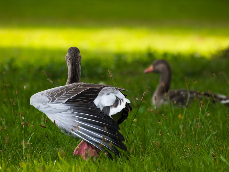 klaus, feather, Natur, black and white, Grün, wildlife, goose, black, Geese, shallow, photography, white, lake, white goose, Evening, shallow focus, grass