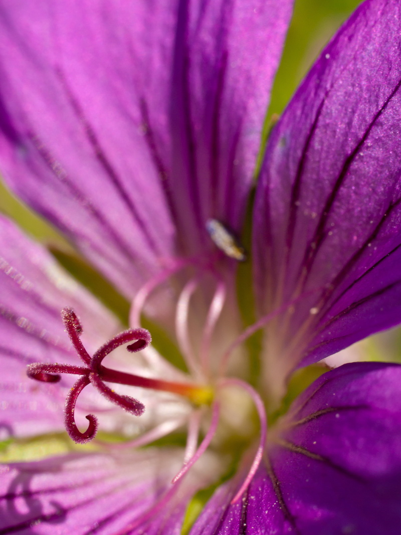 Wolverhampton, stamen, Zuiko Digital, nature, morning, Olympus, plant, Weed, E-3, digital-camera, 2K, beauty In Nature, pink, petal, SLR, trip, photography