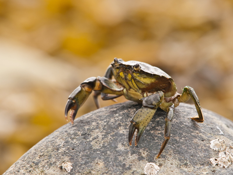 trip, photography, SLR, Zuiko Digital, rock, 2K, crab, crustacean, nature, break, digital-camera, animal, Olympus, top of the rock, on top, sea creature