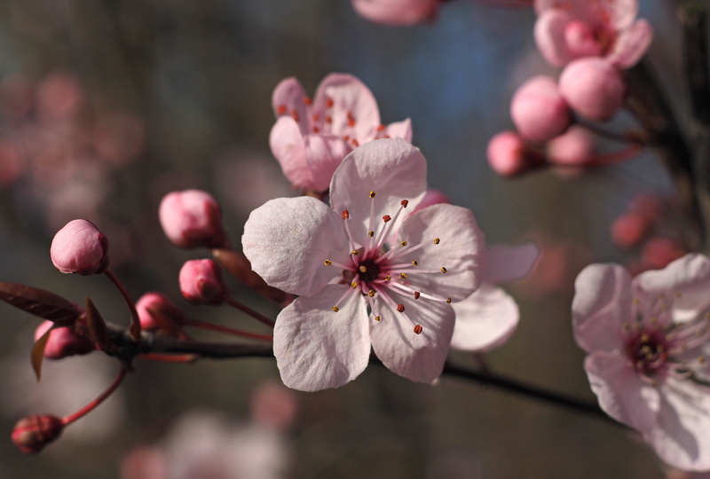 D E, focus, petaled, m42, 4K, photo, spring, f1.8, E-1, 1  E, tree, pink Color, manual focus, Winter, pink, olympus  OM, freshness, oreston, m1, blooms