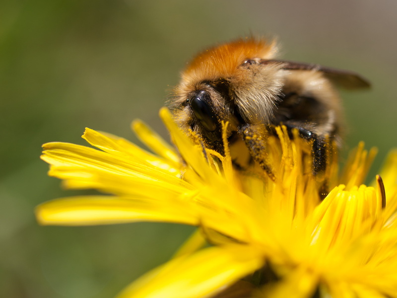 springtime, family, petaled, Normandy, La, 2K, insect, France, honey, hairy, trip, bumblebee, bee, event, flower, pollination, arthropod, nature, animal