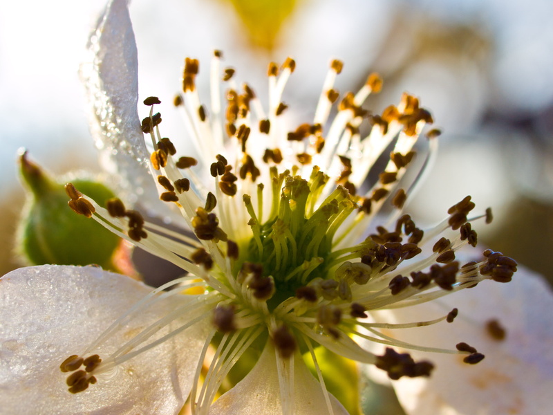 white, 2K, family, summer, flower Head, petaled, blossom, plant, Olympus E-510, White Flower, Macro, springtime, petal, digital-slr, 35mm, digital-camera