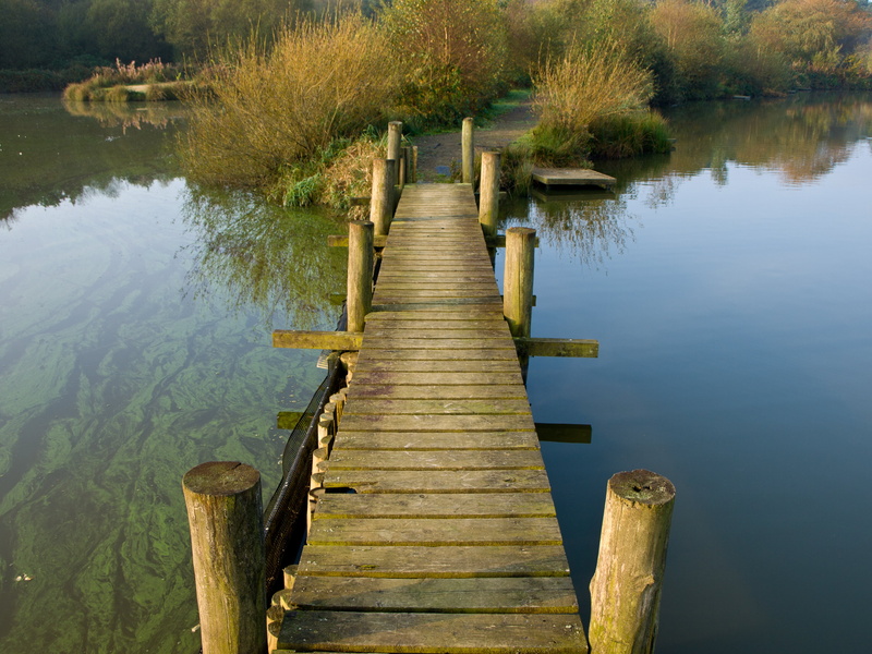 family, forest, front, river, green, landscape, jetty, wood - Material, water, 2K, Olympus E-510, green leaf, daytime, leaf, tranquil Scene, tree, Zuiko Digital
