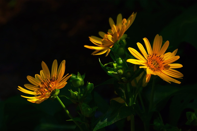 yellow flowers, inflorescence, 1080P, fragility, botany, growth, aster, aster flower, flower, flowering plant, aster flower images, nature, bathed, partial