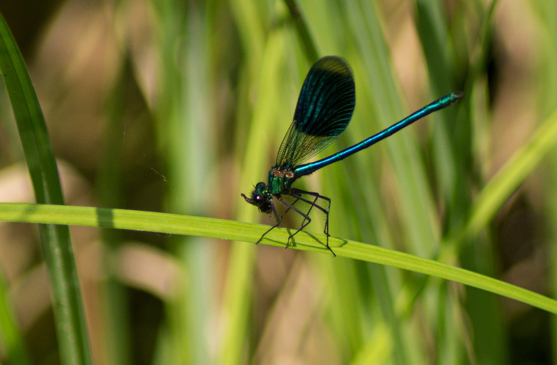 plant, wing, flight insect, insect photo, plant part, animal world, partial view, animal themes, outdoors, males, multiplication, grass, invertebrate, close up