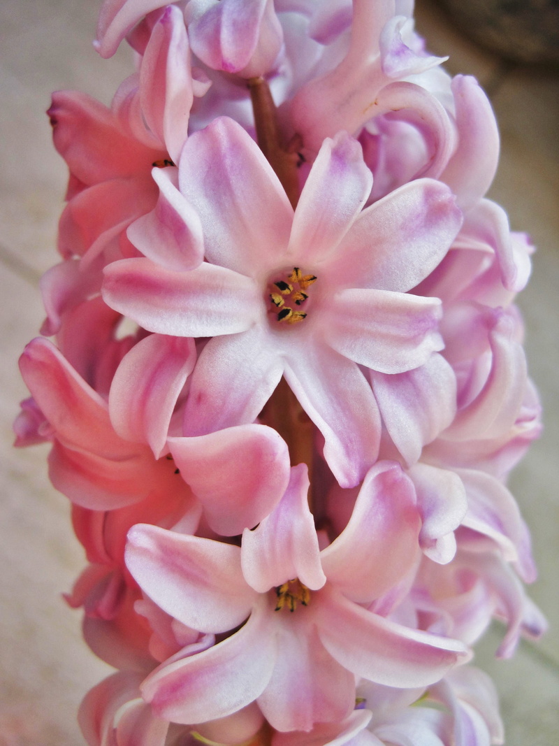 plant, partial view, spring, focus on foreground, pink, 2K, pollen, fragrant, nature, close-up, botany, fragility, bloom, inflorescence, hyacinth in full bloom