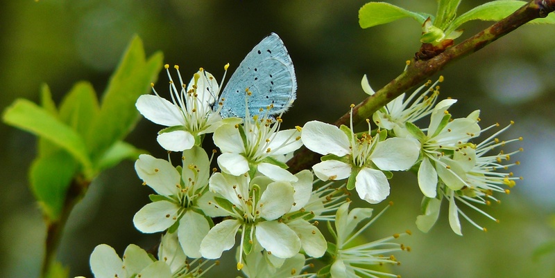 spring, butterfly, animal, common blue, no people, animal wing, growth, focus, animal world, macro photography, lycaenidae, focus on foreground, butterfly - insect