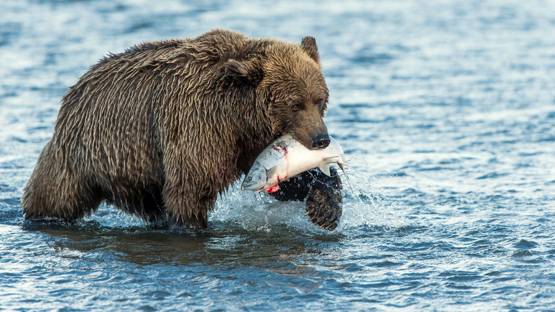 mammal, outdoors, no people, animal themes, bear caught a fish, catching, animals hunting, nature, river, fish, animal, hunting, eating, animals in the wild