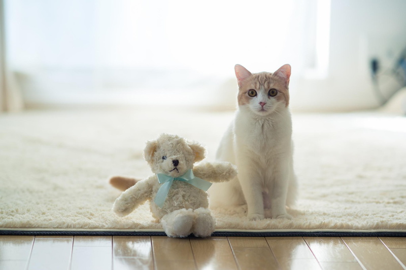 animals, caught, teddy, guard, kitten, 1080P, bear