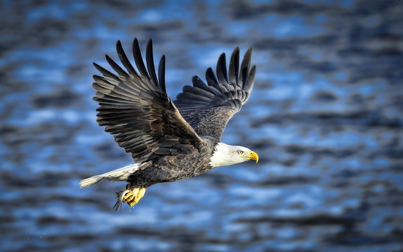  water, day, flying, outdoors, hd, bird of prey, one animal, bird, vertebrate, flight, eagle, animal, animal themes, animal wildlife, fish, 4K