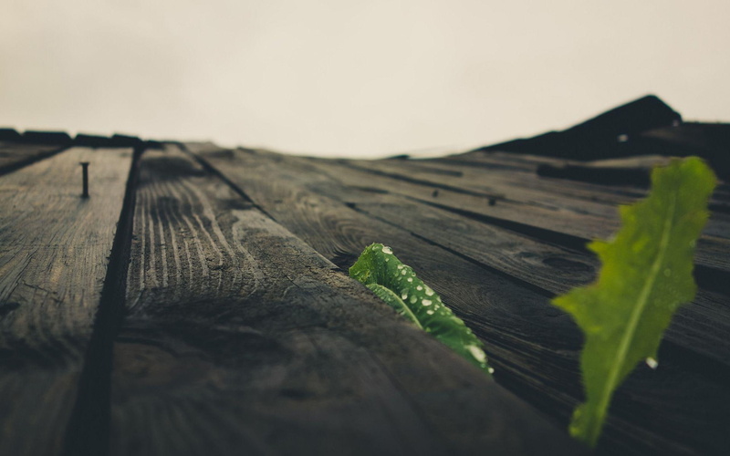 wood, leaf, board, photography, 1920x1200, green, 1080P, boards, nail, caught, leaves