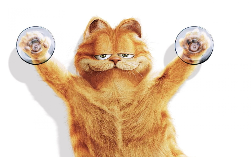 animal, 1080P, captive, funny, cat, caught, garfield, photo