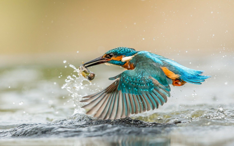  fish, caught, desktop, 2K, kingfisher, bird, hd
