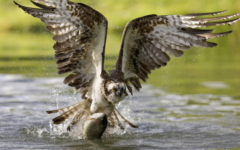 wings, fish, caught, beak, bird, 1080P, flight, eagle, hunting, food
