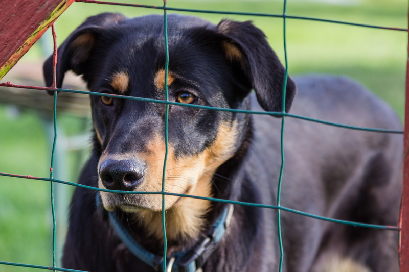 captivity, close-up, inside, domestic, domestic animals, outdoors, day, pets, cute, canine, dog, rottweiler, looking, wire, vertebrate, portrait, close