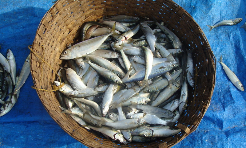 caught, indian, healthy eating, sea life, still life, organism, market, Fish, animal, Indian Oil Sardine, india, for sale, vertebrate, retail, blue, fish market