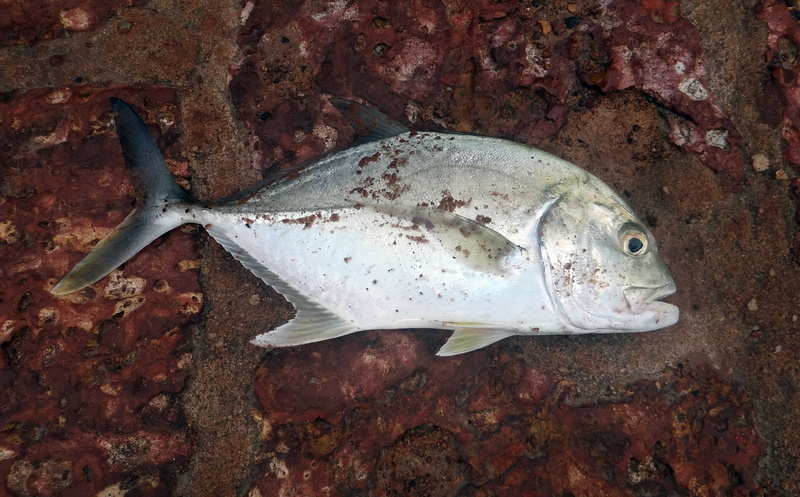 butterfish, outdoors, animal themes, animal wildlife, high angle view, india, land, 1080P, undersea, fish, animals in the wild, marine, vertebrate, one animal