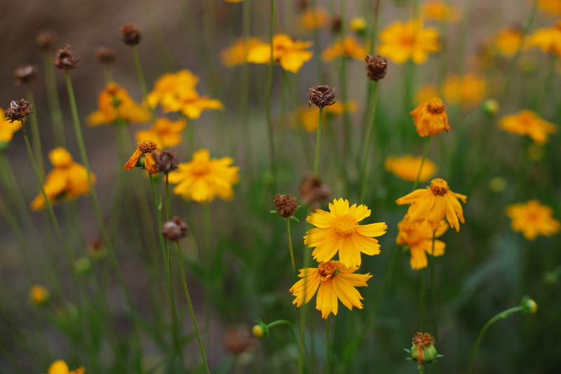 close-up, beauty in nature, animals in the wild, plant, pollen, flowering plant, realism, animal wildlife, flower, no people, invertebrate, flower head