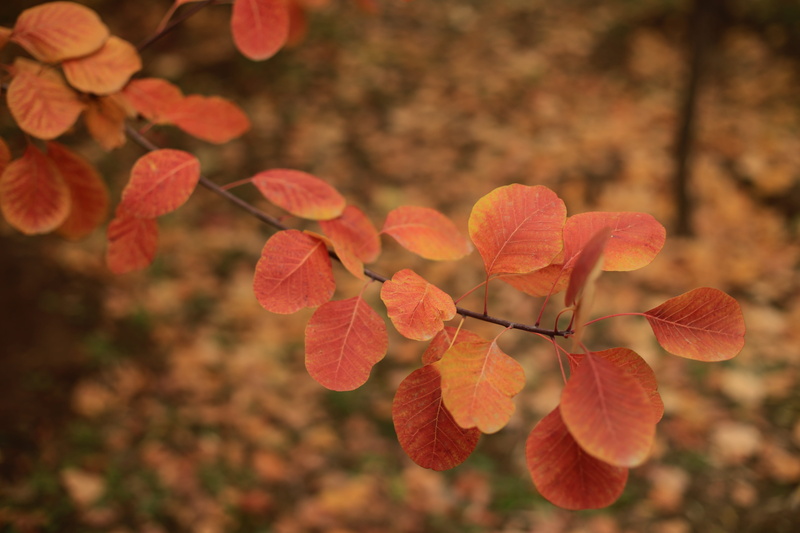 leaf, freshness, close-up, branch, the scenery, change, nature, twig, orange color, natural condition, fruit, plant, plant part, growth, day, flower, vulnerability