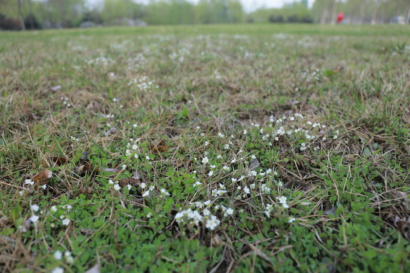landscape, focus on foreground, 5K, field, grass, outdoors, realism, surface level, nature, day, flower, tranquility, dry, land, the scenery, plant, no people