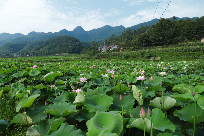 5K, plant, mountain, tranquil scene, tranquility, lotus water lily, leaf, water, flowering plant, plant part, lake, no people, landscape, growth, flower