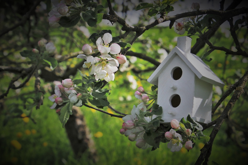 petals, flowering plant, the smell of, flower, focus on foreground, freshness, garden, inflorescence, birdhouse, apple flowers, white, on the tree