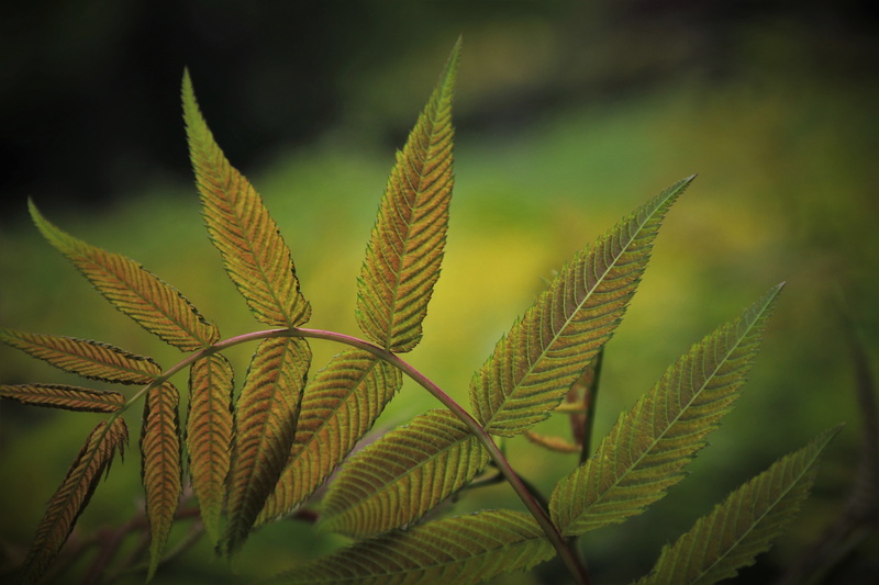 botanical garden, nature, freshness, spring, close up, plant part, in the morning, 5K, the backlight, close-up, no people, flora, fern, light, leaf, day