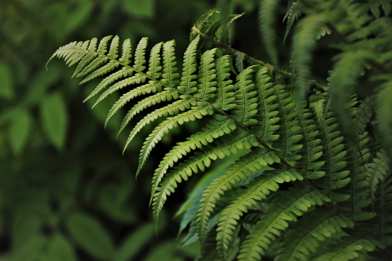 model, natural pattern, no people, ferns, growth, intense, close-up, day, pine tree, fairy forest, beauty in nature, nature, fern, pattern, in the park