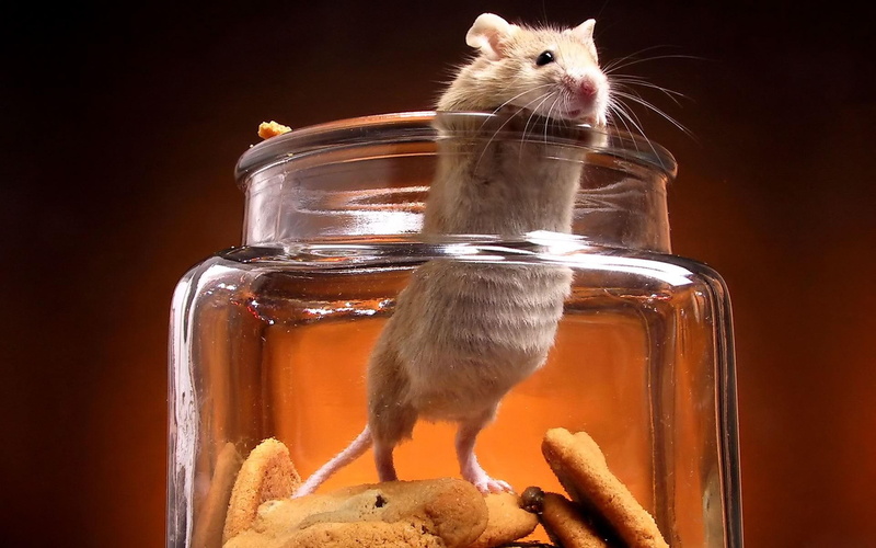 nature, mouse, 1080P, white, cute, cookie jar, animals, brown, caught