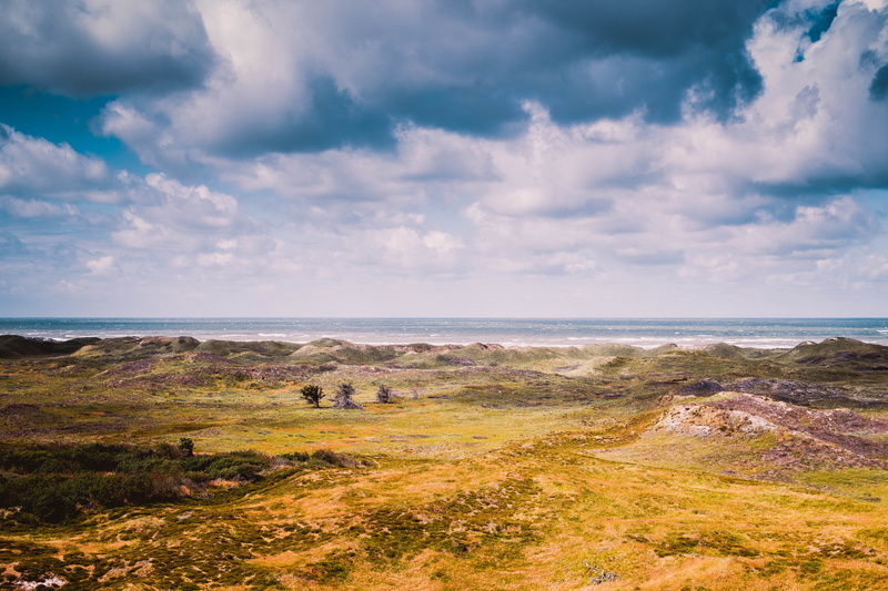 5K, green, pasture, tranquility, tree, plain, grassland, near, coast, daytime, yellow, day, covered, cloud, forest, water, sky, gråmulebjeg, sea, cloud - sky