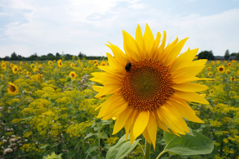 sky, Denmark, summer, Photo, closeup, Dänemark, flower, yellow, rural Scene, DK, outdoors, growth, petal, Sunflower, Danmark, Dragør, USM, 4K, DNK, Helianthus annuus