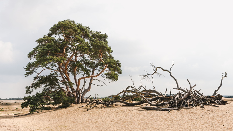 tree, dunes, field, day, sky, sand, minimalism, hoge veluwe, trees, photography, nature, land, dead plant, dead, netherlands, branch, tranquil scene, beach