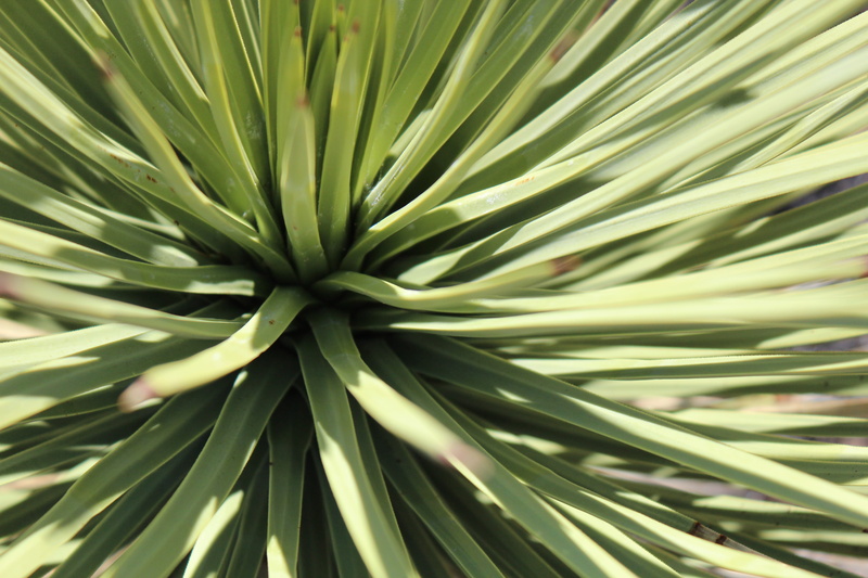 palm tree, freshness, no people, outdoors, spiky, natural pattern, close-up, 5K, pattern, black rock campground, yucca valley, growth, palm leaf, desert