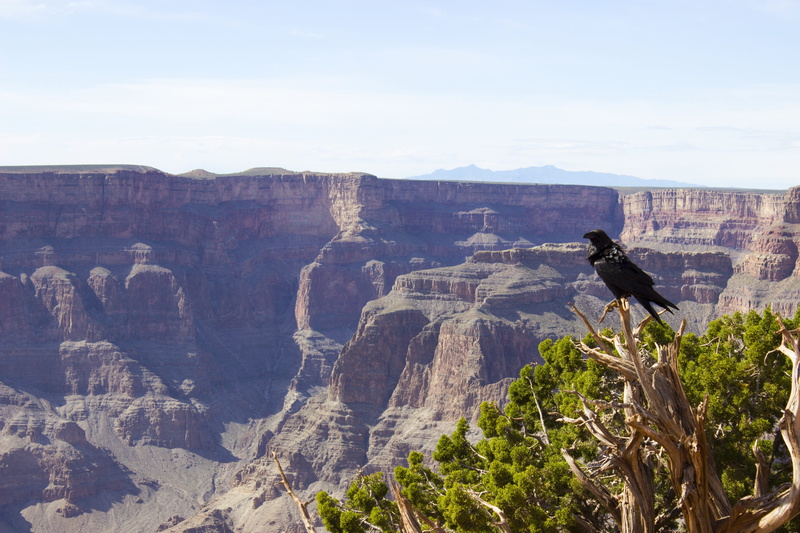scenics - nature, 5K, usa, environment, black, river, tree, canyon, america, mountain range, raven, arizona, rock, non-urban scene, land, outdoors, mountain