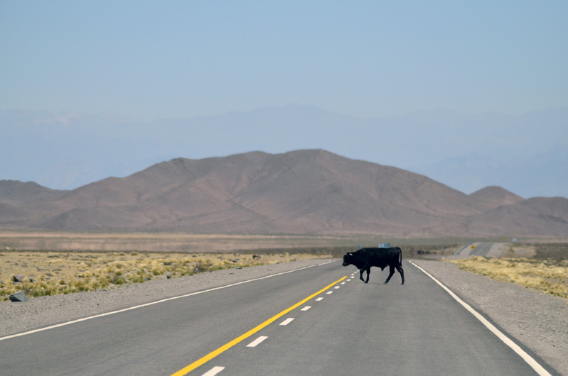 marking, dividing line, mammal, animal wildlife, rocks, road, uSA, scenics - nature, no people, transportation, animal themes, black, africa, outdoors