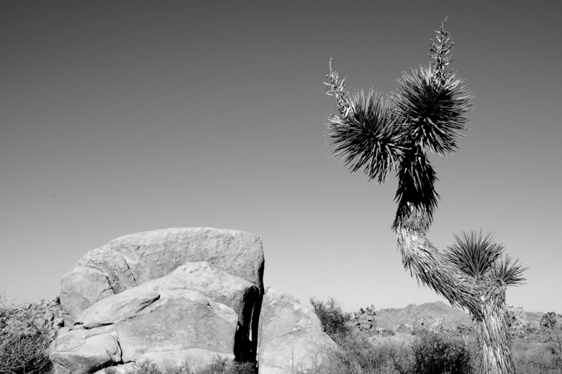 joshua tree, dr. suess, solid, plant, outdoors, trunk, beauty in nature, tranquil scene, desert, 2K, sky, tree trunk, united states, landscape, no people