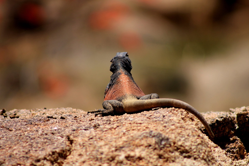 iguana, nature, red, rock, lizard, animal wildlife, wildlife, california, 4K, joshua tree, outdoors, sun, reptile, surface level, animal, focus on foreground