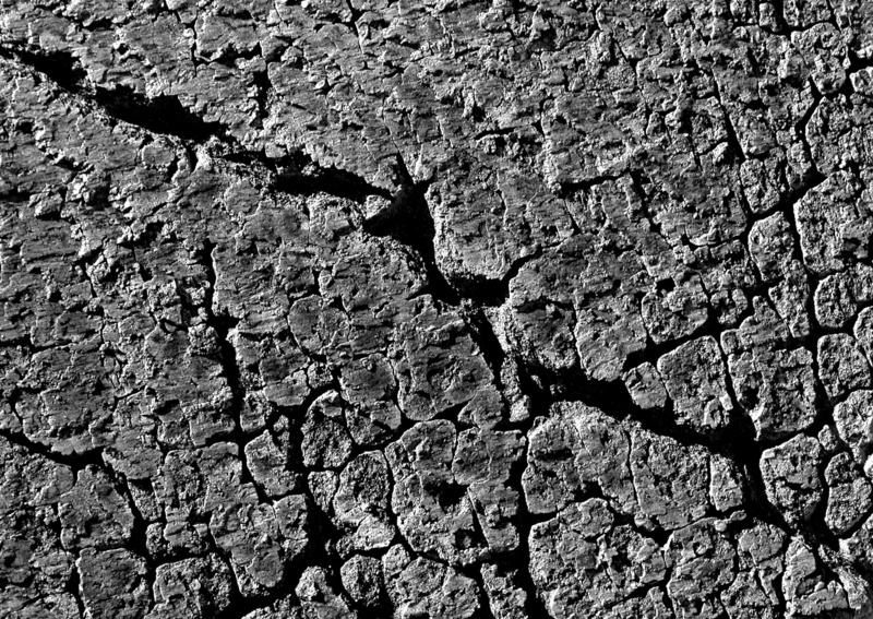 bark, textured effect, climate, outdoors, textured, cracks, tree, cracked, tree trunk, nature, 1080P, mojave desert, rock, texture, trunk, no people, environment