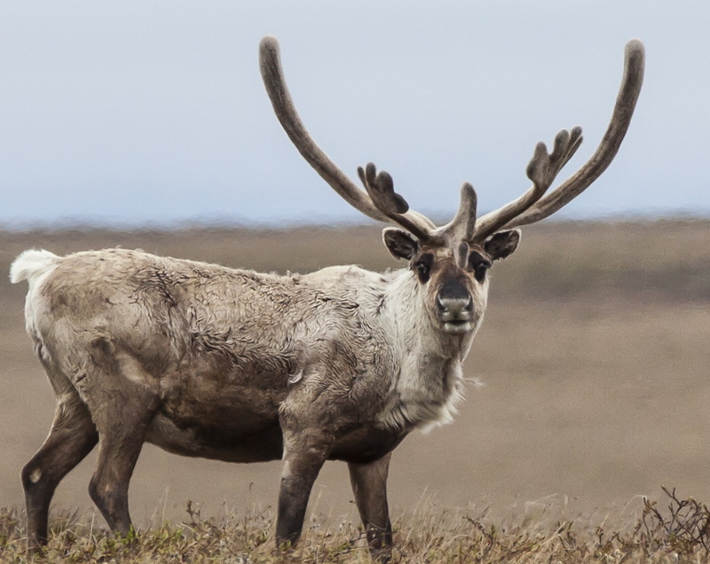 road trip, BLM, environment, brown, mammal, Wildlife, National Petroleum Reserve-Alaska, birds, nature, moose, 1080P, habitat, antler, animals In The Wild