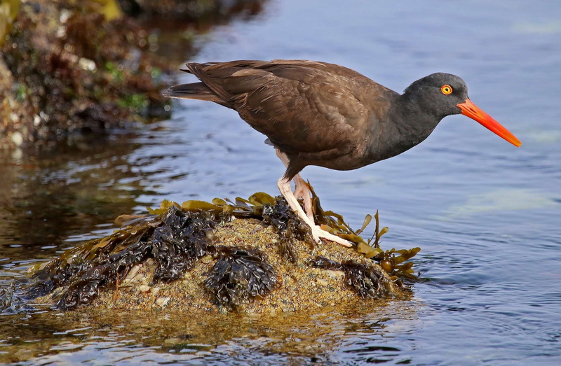 bill, water, animal wildlife, lake, portrait, 1080P, animal themes, feathers, usa, coast, blm california, bird, focus on foreground, rock, haematopus bachmani