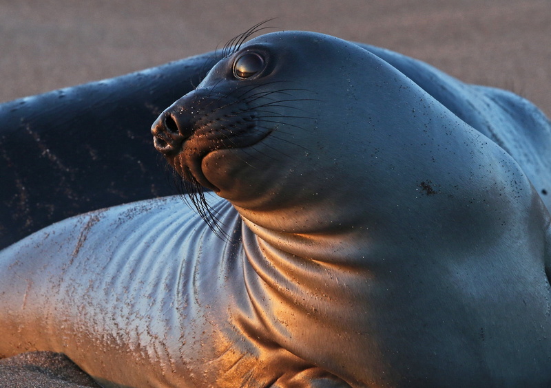 nature, shore, usa, animals in the wild, seal - animal, animal wildlife, piedras blancas light station, water, blm, california, portrait, oceanside, looking