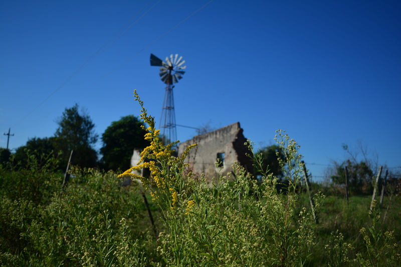 ecological, wild flowers, fuel and power generation, turbine, summer, beauty, Nature, blue, mill, tree, traditional windmill, wind turbine, sunny, field