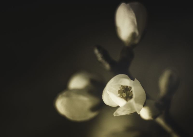 flowers, flower, orchid, photograph, nb, springtime, petal, nikkor, nikon, plant, nature, flower Head, shallow focus, monochrome, blossom, white, close-up
