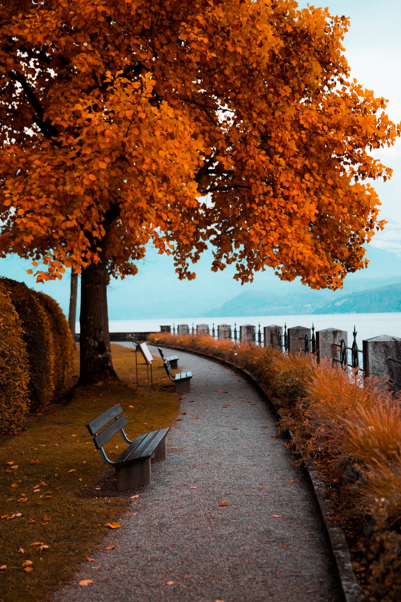 unsplash, no people, 4K, thun, direction, feeling, tranquility, day, empty, jairph.ch, tree, sit, seat, orange color, switzerland, growth, photo, jairph