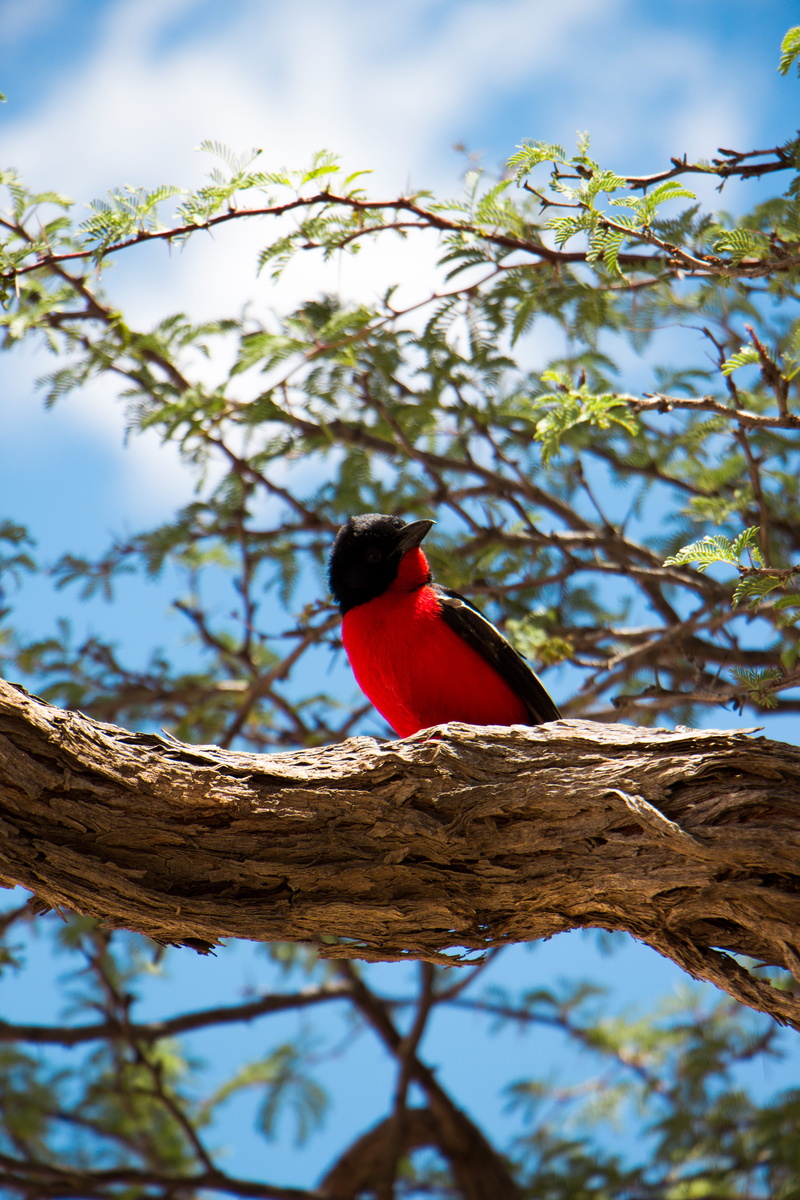 vertebrate, one animal, animal wildlife, animal themes, fly, bird, holidays, animals in the wild, africa, unsplash, summer, jairph, 5K, cardinal - bird