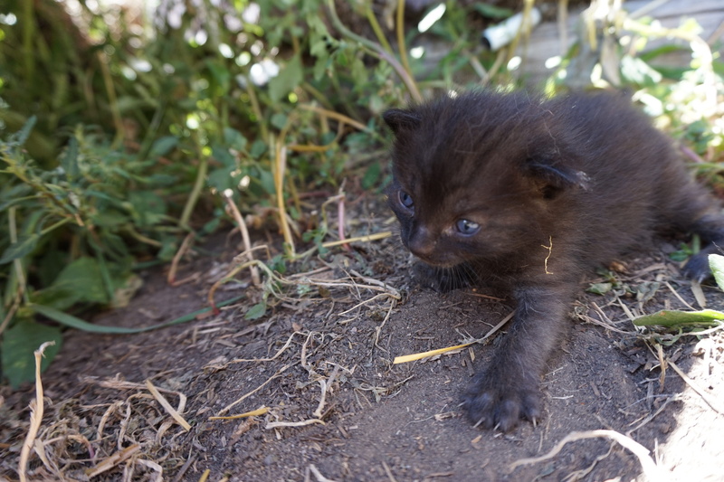 animals in the wild, young animal, animal, unsplash, leaf, ears, day, small, outdoors, focus on foreground, babies, black, kitten, one animal, photo, rodent
