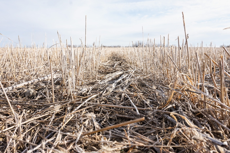 growth, fall, hot, agriculture, stubble, dry, scenics - nature, outdoors, farm, prarie, land, sky, landscape, outside, 5K, no people, dead plant, plant