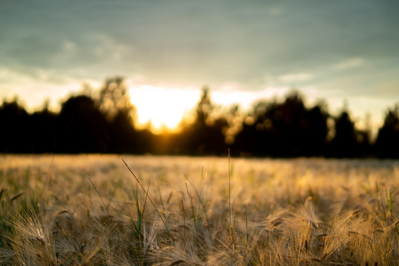 crop, scenics - nature, photo, sunset, business, sky, clouds, grass, trees, sun, harmoni, cereal plant, 8K, nature, bright, sunshine, grain, sweden, unsplash