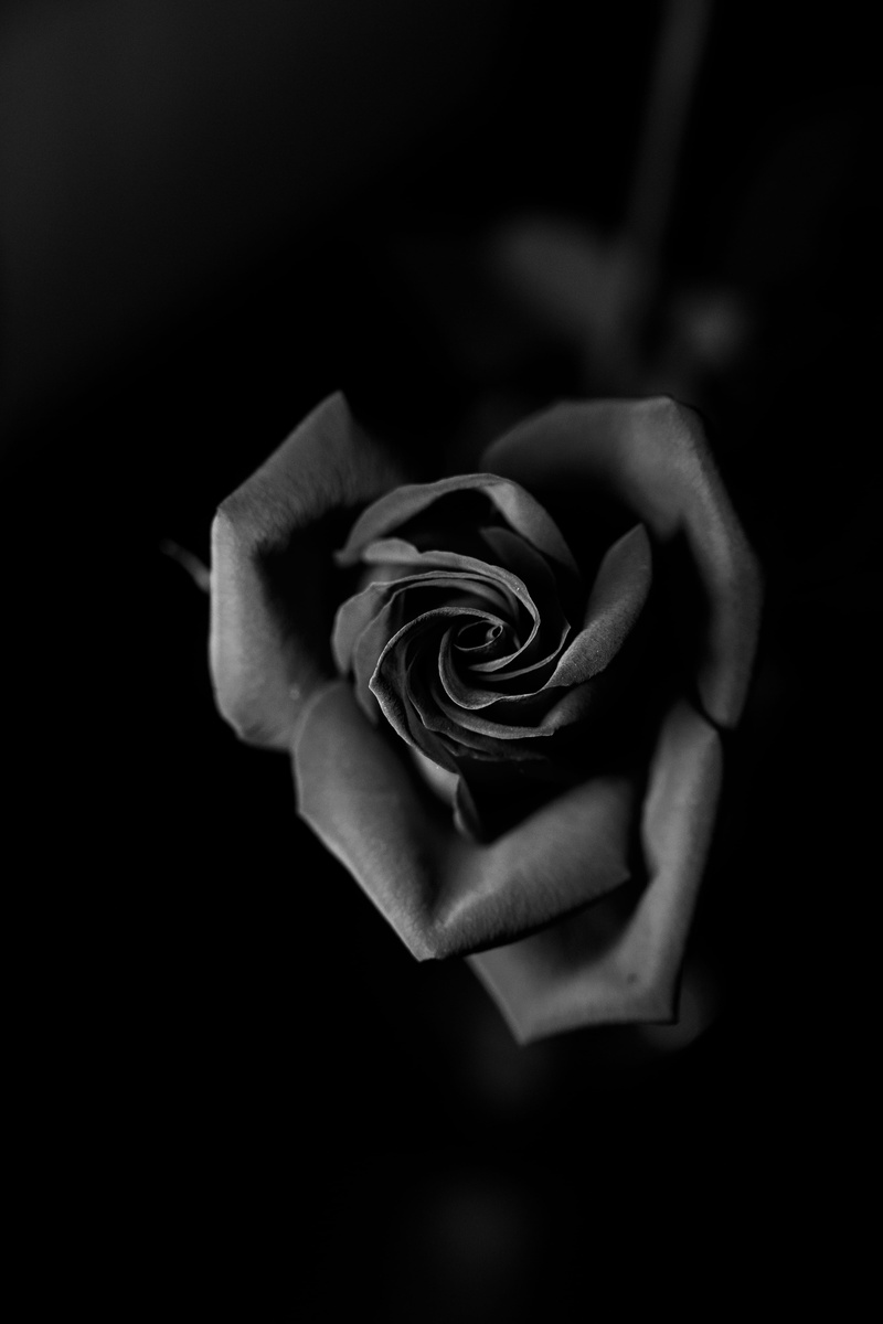 close-up, valentines day - holiday, blossom, rose, 5K, fragility, beauty in nature, feed, photography, person, rose - flower, vulnerability