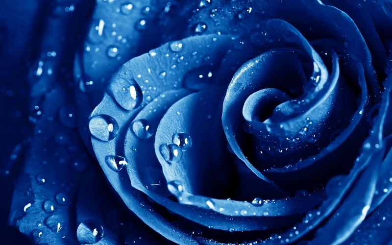 nature and landscapes, beatiful, rose, flowers, blue, 2K